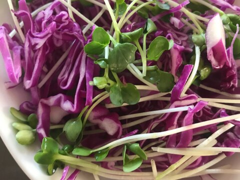 紫キャベツとかいわれ大根のサラダ